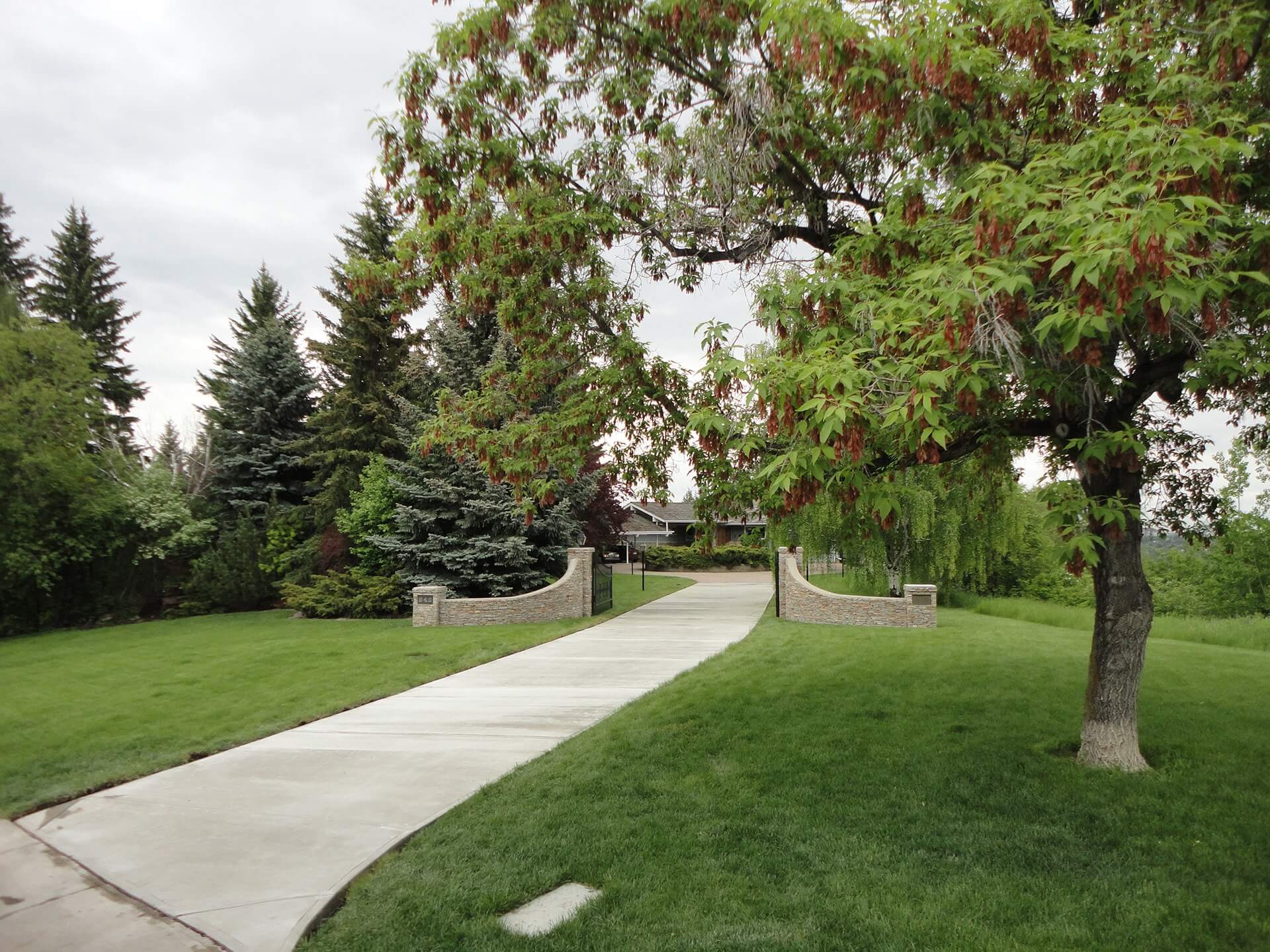 A new, long narrow driveway cures in morning rain along side beautiful landscaping and mature trees.